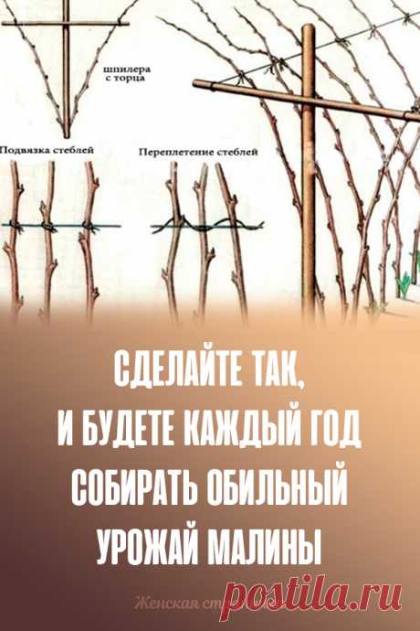 Сделайте так, и будете каждый год собирать обильный урожай малины