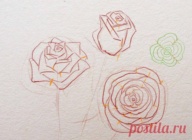 Как нарисовать розу поэтапно карандашом для начинающих