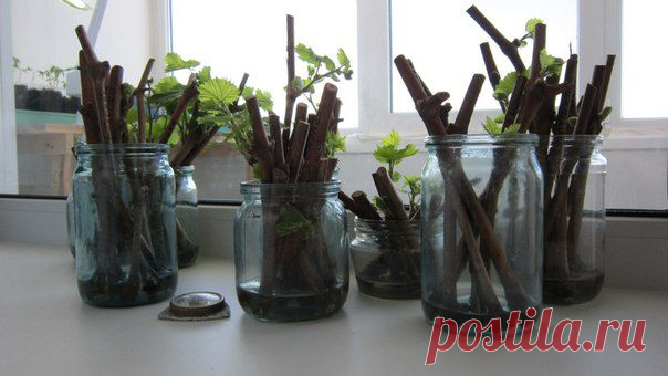 Дачники Онеги