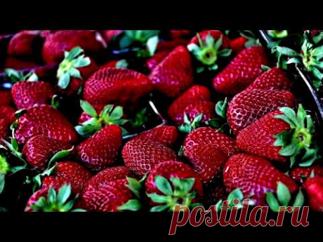 Эта подкормка завалит клубникой, огромный размер и качество! Подкормка клубники весной,  удобрение