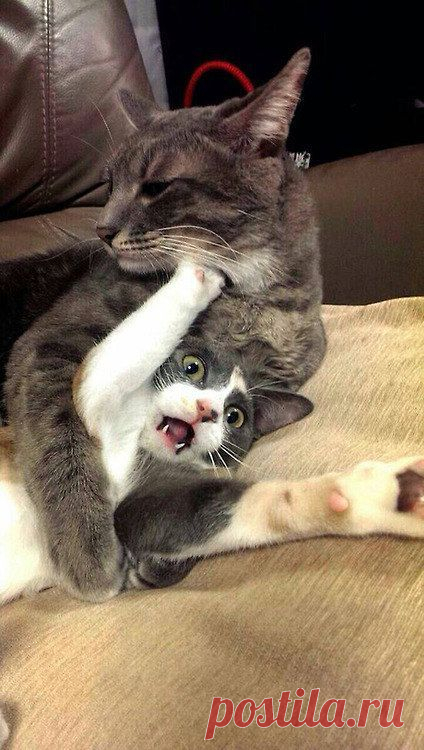 31 Cats You Won't Believe Actually Exist