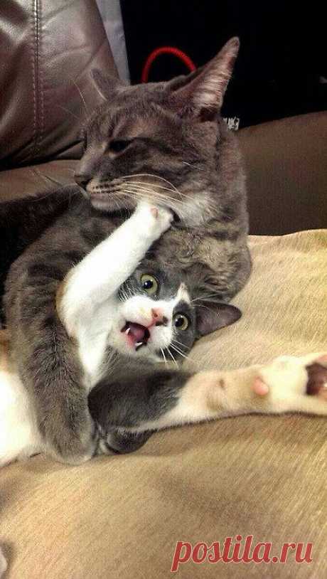 31 Cats You Won't Believe Actually Exist