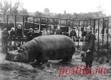 Ленинградский зоопарк в годы блокады | Николай Стариков