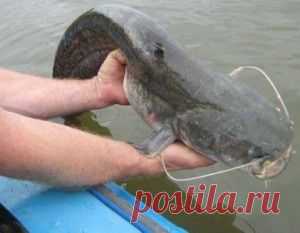 Рыбалка видео: Ловля сома на реке – первые забросы