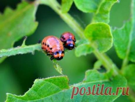 Горчичный порошок на даче - 7 способов применения Горчицей можно мыть посуду, удалять жирные пятна и неприятные запахи, лечиться при простуде… А еще ее можно применять на дачном участке, причем на самых разных грядках. При правильном использовании го...