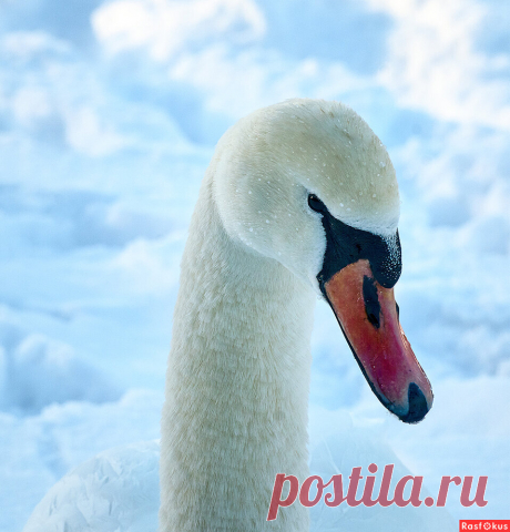 Фото: В капельках. Фотограф путешественник Genadijus Bartkus. Фото животных. Фотосайт Расфокус.ру