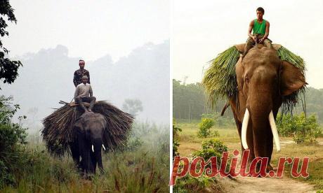 Знакомьтесь, слон! | Всегда в форме!