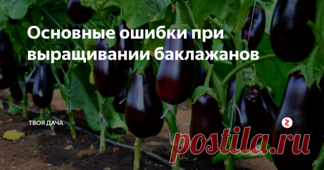 Основные ошибки при выращивании баклажанов Баклажаны можно встретить на многих огородах. При правильном уходе и соблюдении норм агротехники, можно добиться высокого плодоношения. Получить множество здоровых, сочных плодов правильной формы. Бывалые огородники рекомендуют:
1. Своевременно высаживать рассаду. Если она будет старой, последующая урожайность существенно уменьшается.
2. Выращивайте рассаду в торфяных горшочках. Это позволит перес