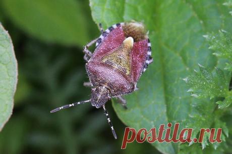 Такие разные клопы — кровопийцы, садовые вредители и помощники. Описание видов. Фото — Ботаничка.ru