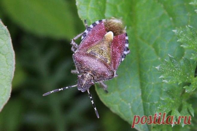 Такие разные клопы — кровопийцы, садовые вредители и помощники. Описание видов. Фото — Ботаничка.ru