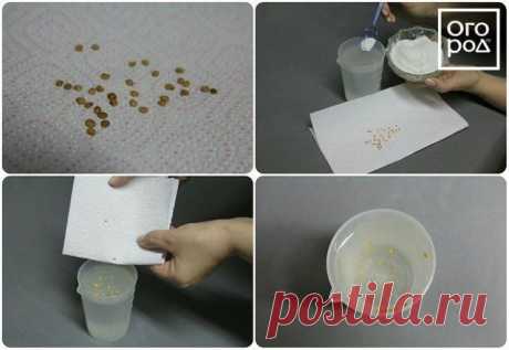 Секреты посева баклажанов на рассаду | Перец, баклажаны (Огород.ru)