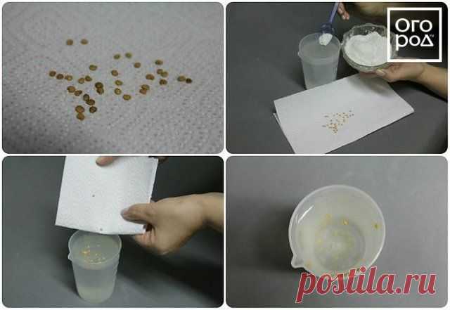 Секреты посева баклажанов на рассаду | Перец, баклажаны (Огород.ru)