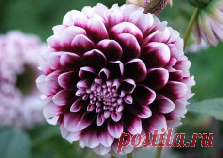 Когда выкапывать георгины осенью и как правильно хранить Когда выкапывать георгины осенью и как правильно хранить клубни зимой. Обработка и маркировка посадочного материала, закладка на хранение в ящиках.