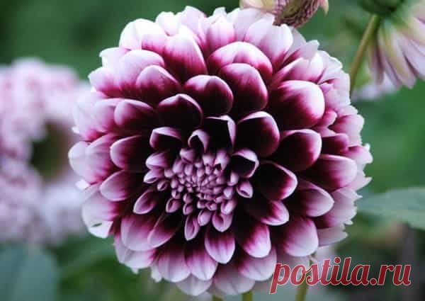 Когда выкапывать георгины осенью и как правильно хранить Когда выкапывать георгины осенью и как правильно хранить клубни зимой. Обработка и маркировка посадочного материала, закладка на хранение в ящиках.