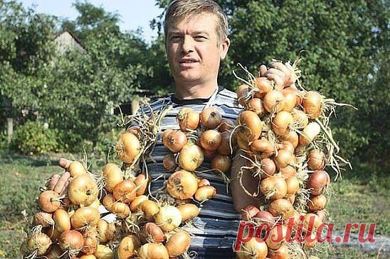 ТЕПЕРЬ Я КАЖДЫЙ ГОД ПОЛУЧАЮ БОЛЬШОЙ УРОЖАИ ЛУКА … 
ВОТ 4 ПРОСТЫХ СОВЕТА
Чтобы ежегодно не мучиться вопросом «почему опять лук не уродился», прочитайте и сохраните несколько моих секретов ухода за ним.

1. Перед посадкой замочите его на три часа в растворе соли

: 1 ст. ложка на 1 л воды. Затем два часа подержите в темном растворе марганца. Затем обязательно промойте.

2. Приемы чтобы не было луковой мухи:

когда появится первый листок. Вначале поливаем водой. Затем делаем ...