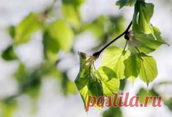 Польза коры осины для организма
