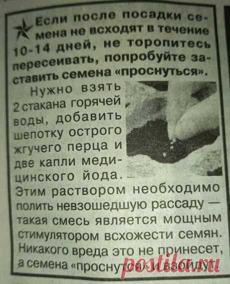 Если семена долго не всходят.Полезные советы огородникам.