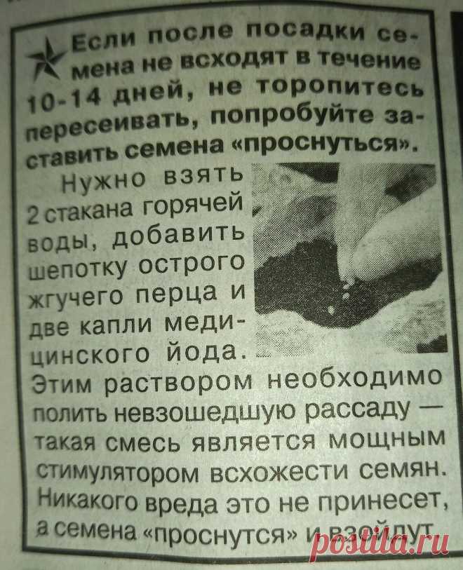 Если семена долго не всходят.Полезные советы огородникам.