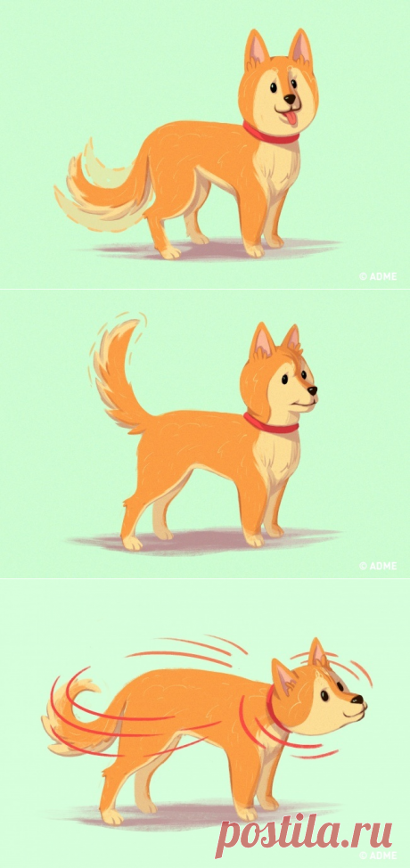 10 приемов для тех, кто всегда мечтал понимать собак