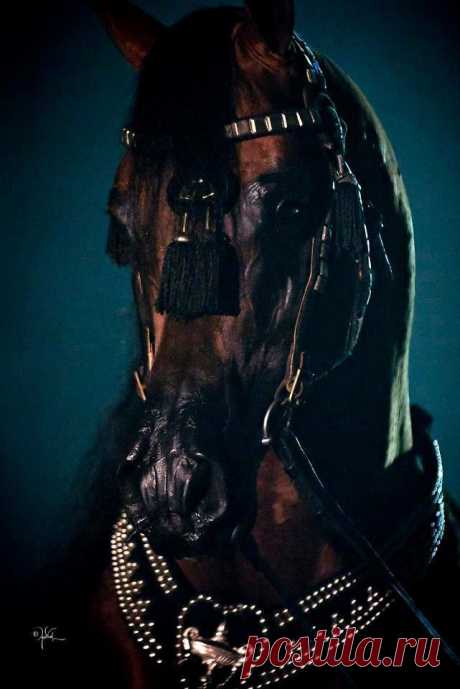 Terri McManus приколол(а) это к доске Horses