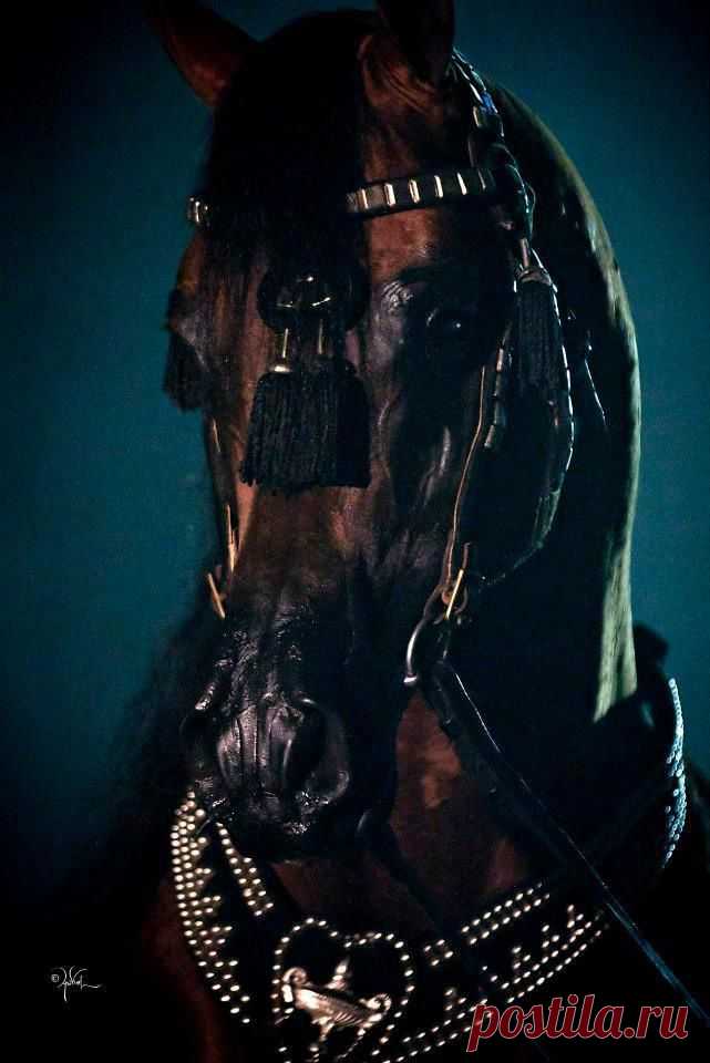 Terri McManus приколол(а) это к доске Horses