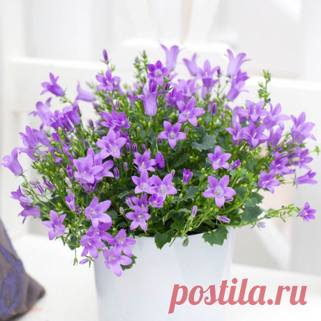 Комнатное растение Колокольчик (Campanula). Колокольчики - многолетние травянистые растения различной высоты и с соцветиями различной формы. Научное название род получил от латинского слова campanula, что значит &quot;колокольчик&quot;, - за колокольчатую форму цветка. Цветки бывают белые, желтые и всех оттенков синего и фиолетового цветов. В цветоводстве используются колокольчики гарганский (C.garganica) и равнолистный (C.isophylla).