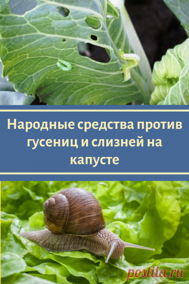Народные средства против гусениц и слизней на капусте