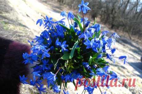 8 марта - это женский крик души,
О том что хочется любить смеяться, жить,
Послушать сказки от любимых, что без нас,
У них бы не было таких счастливых глаз.

И получить большой букет красивых роз,
А может, веточку мимозы, не вопрос.
Или хотя бы три тюльпанчика всего,
Зато таких, как никогда, ни у кого…

Проснуться утром и на кухню не бежать,
Лежать в кровати и спокойно кофе ждать,
Не убирать и не кричать по пустякам,
На день оставить всё любимым мужикам...

Пусть борщ навар...