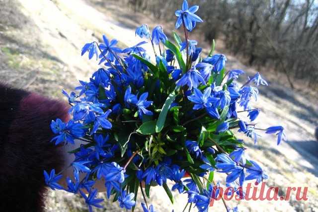 8 марта - это женский крик души,
О том что хочется любить смеяться, жить,
Послушать сказки от любимых, что без нас,
У них бы не было таких счастливых глаз.

И получить большой букет красивых роз,
А может, веточку мимозы, не вопрос.
Или хотя бы три тюльпанчика всего,
Зато таких, как никогда, ни у кого…

Проснуться утром и на кухню не бежать,
Лежать в кровати и спокойно кофе ждать,
Не убирать и не кричать по пустякам,
На день оставить всё любимым мужикам...

Пусть борщ навар...