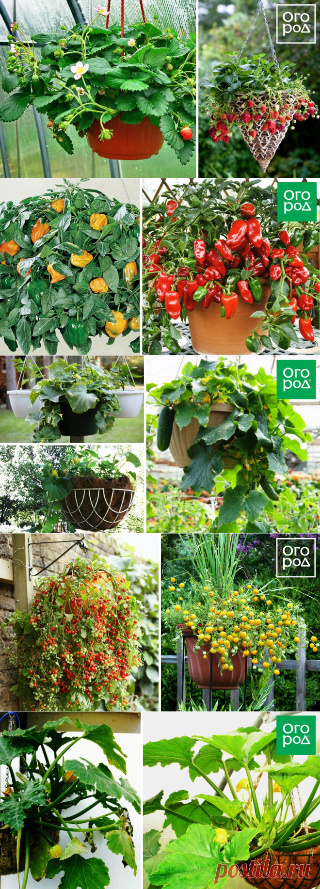 15 идеальных растений для выращивания в подвесных кашпо | На грядке (Огород.ru)