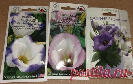 Как сею эустому и получаю дружные всходы | Klumba-plus | Яндекс Дзен