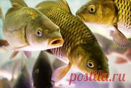 Рыбалка видео: Ловля карпа и сазана