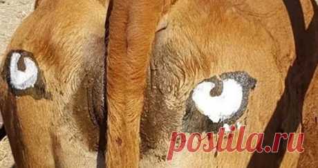 Зачем ученые нарисовали глаза на коровьих задах? | Живой мир - природа