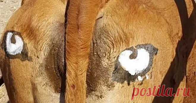 Зачем ученые нарисовали глаза на коровьих задах? | Живой мир - природа