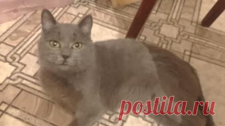 «Приютили очень больную и беременную кошку — оказалось, что мы ошиблись!» 
В прошлом году мы нашли кошку, сильно исхудавшую, с кучей болезней: ушной клещ, вирусная инфекция, стоматит и слезящиеся глаза.

После осмотра ветеринара выяснилось, что кошка беременная, но поскольк…