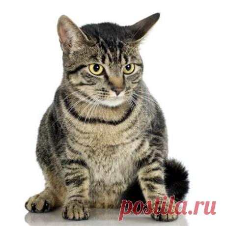 Awkward Tabby Cat | Flickr - Photo Sharing!