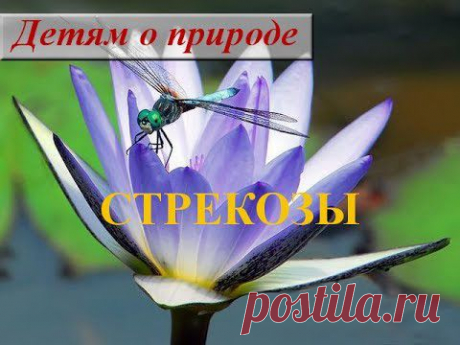 Детям о насекомых. Сообщение о насекомом СТРЕКОЗА - YouTube