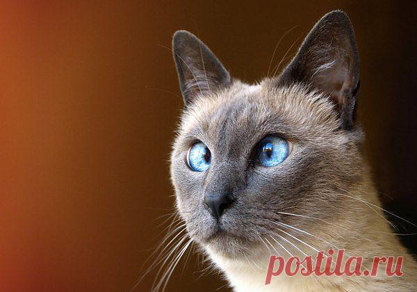 ** Живи смеясь**
В психушке крик из палаты:
- Я посланник бога!!
Крик из другой:
- Я никого не посылал!