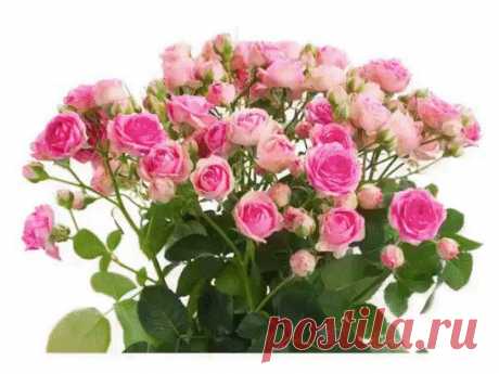 (70) Одноклассники