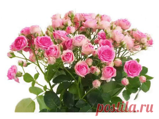 (70) Одноклассники
