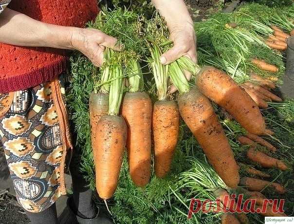 Необычный и действенный способ посева моркови
.
Посадка моркови очень кропотливое занятие - сначала нужно высеять мелкие семена, а с появлением всходов проредить их. Хочу поделиться с вами необычным, но очень эффективным способом посадки, облегчающим выращивание этой культуры.

Семена моркови довольно мелкие и содержат много эфирных масел, которые препятствуют быстрому их прорастанию. Учитывая эти свойства, огородники стараются сеять морковь погуще, чтобы не было пустот в ...