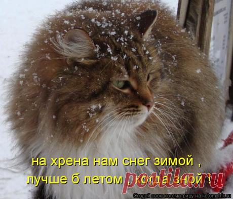 Юмор кошачий