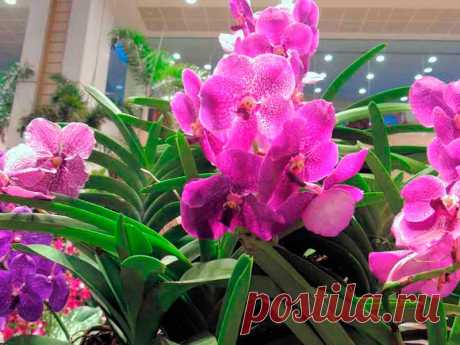 Комнатное растение Ванда (латинское Vanda). Температура: круглый год 23-29 0 С, при 20 0 С сбрасывает бутоны.

Освещение: очень светлое место, защищенное от солнечных лучей.

Полив: обильный.

Влажность: очень высокая, требуется регулярное опрыскивание воздушных корней.