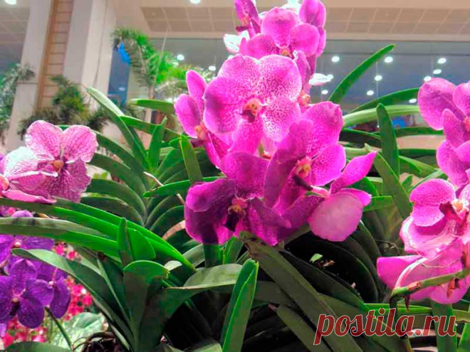 Комнатное растение Ванда (латинское Vanda). Температура: круглый год 23-29 0 С, при 20 0 С сбрасывает бутоны.

Освещение: очень светлое место, защищенное от солнечных лучей.

Полив: обильный.

Влажность: очень высокая, требуется регулярное опрыскивание воздушных корней.