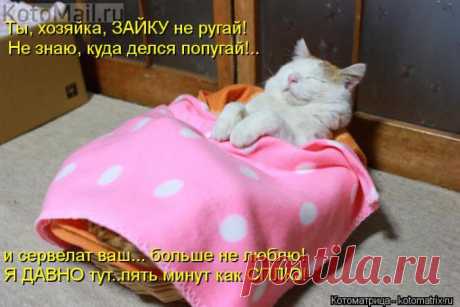 Я давно сплю. | KotoMail.ru