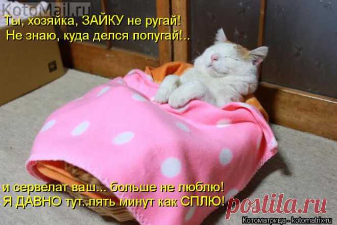 Я давно сплю. | KotoMail.ru