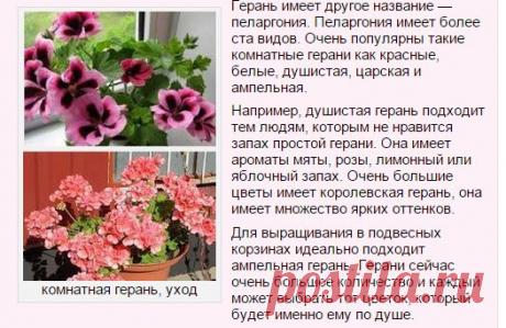 Как вырастить герань в домашних условиях | ВО САДУ И В ОГОРОДЕ