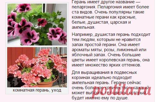 Как вырастить герань в домашних условиях | ВО САДУ И В ОГОРОДЕ