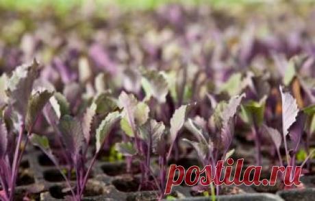 Как вырастить рассаду краснокочанной капусты своими руками В этой статье поговорим о том,  как вырастить рассаду краснокочанной капусты.  В какие сроки садить семена, какую почву выбрать, как ухаживать за саженцами