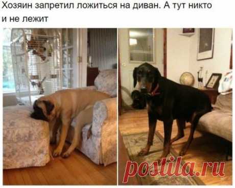 Удивительная собачья логика Хорошие мальчики — это всегда послушные создания! И если хозяин запретил что-то делать, то они обязательно это выполнят. Пусть немного не так, как того ожидал хозяин, но зато со всей старательностью и послушанием.
